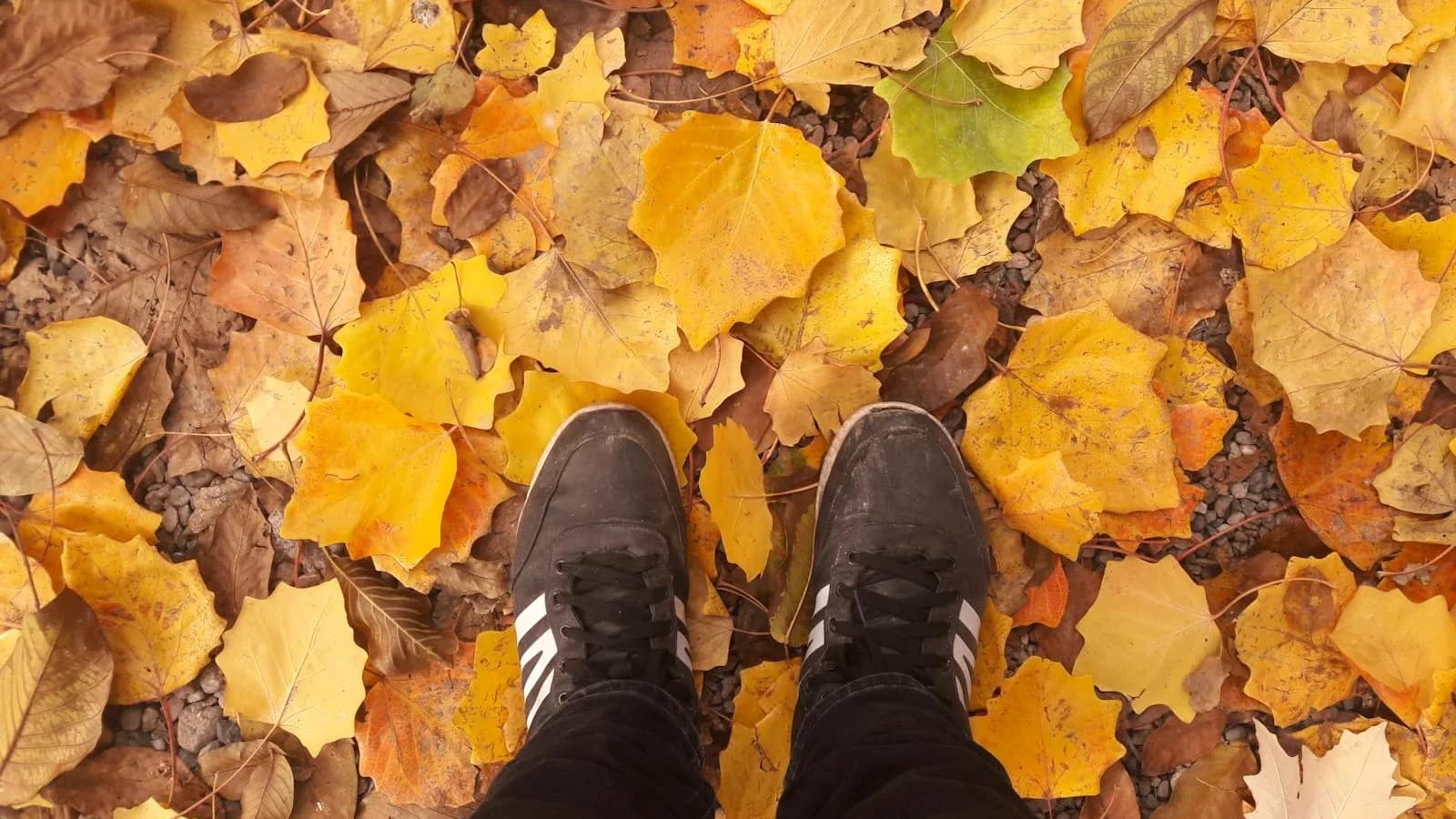 Hồ Sơ F8S-0YD2MFM: Chờ Nguồn Đối Chiếu
